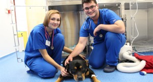 study veterinary medicine in Ukraine